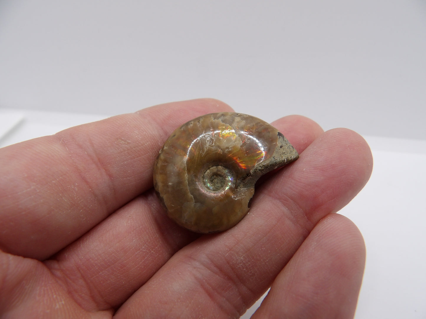 Ammonite