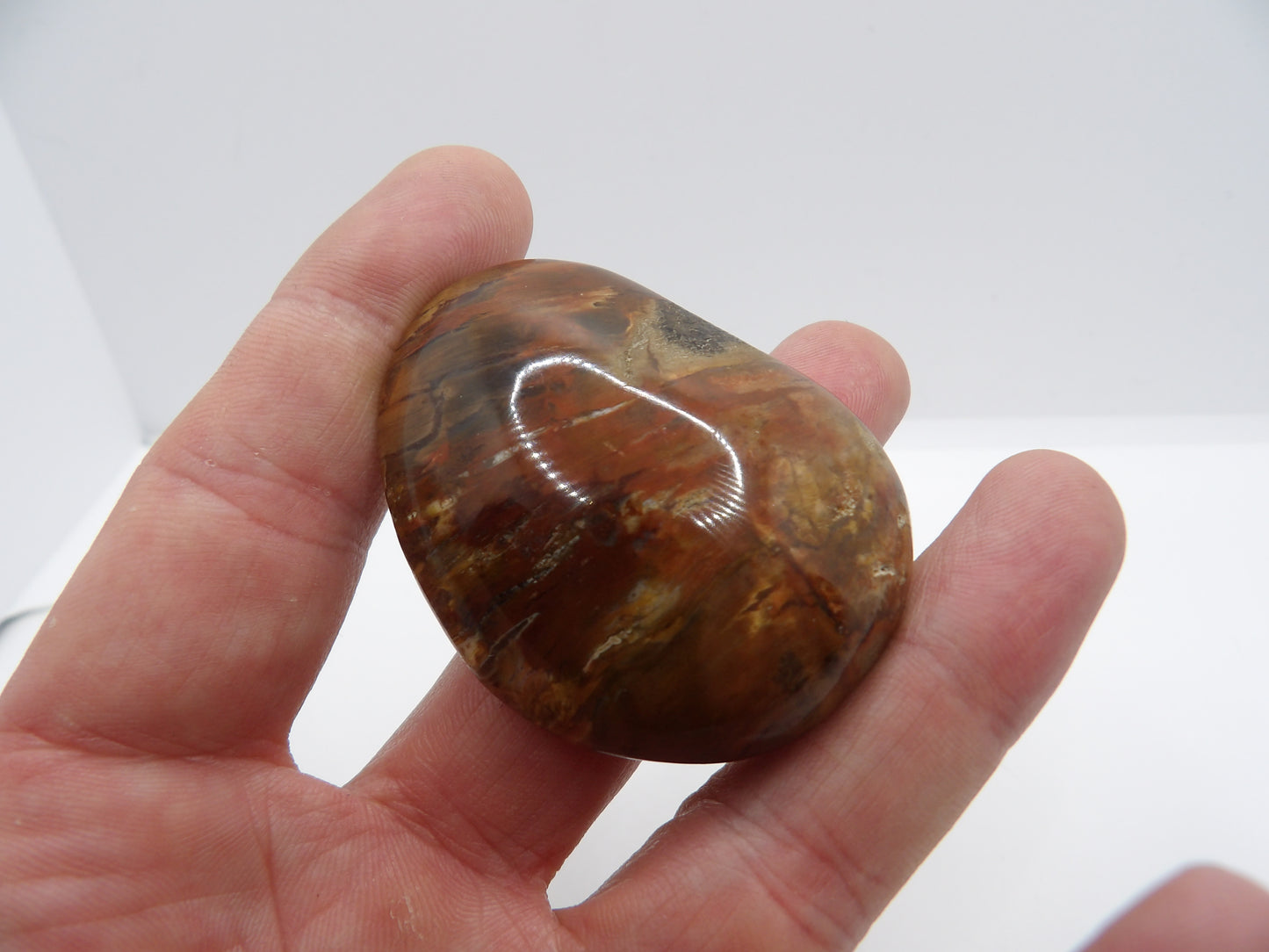 Galet Bois Fossilisé