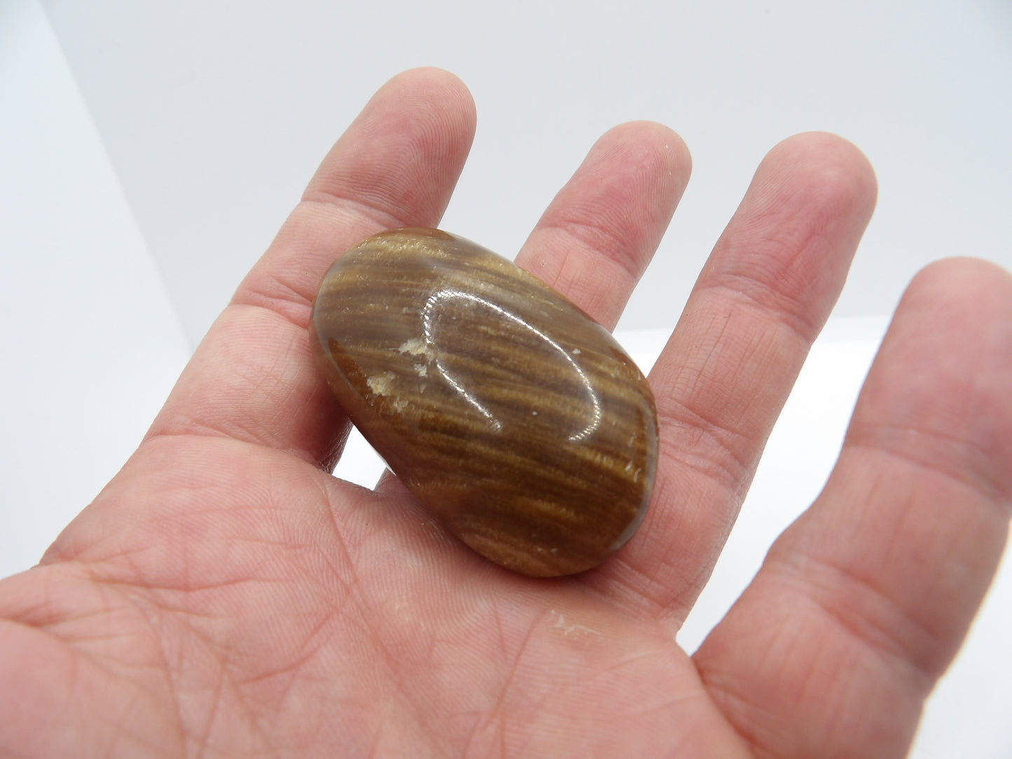 Galet Bois Fossilisé