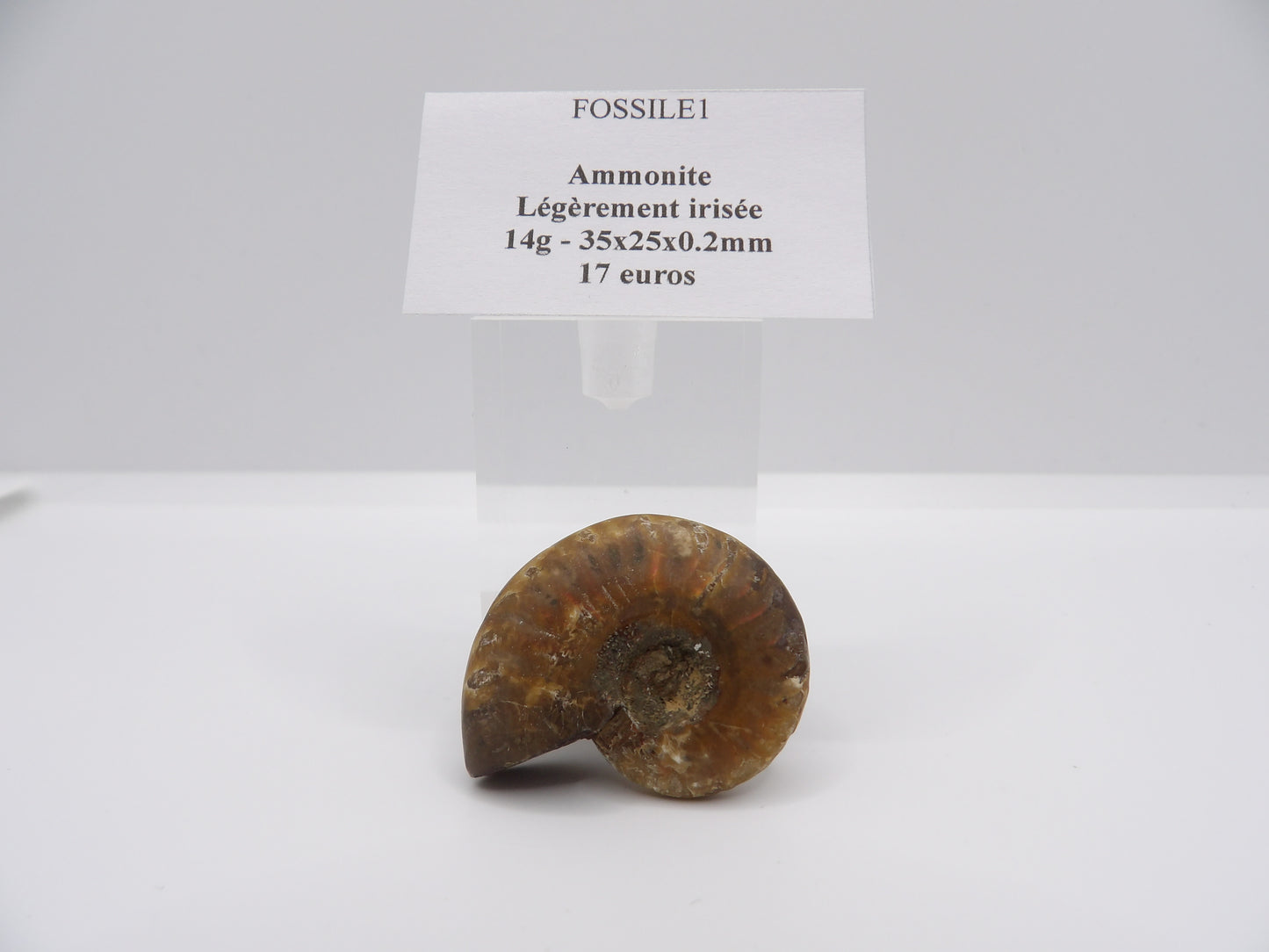 Ammonite