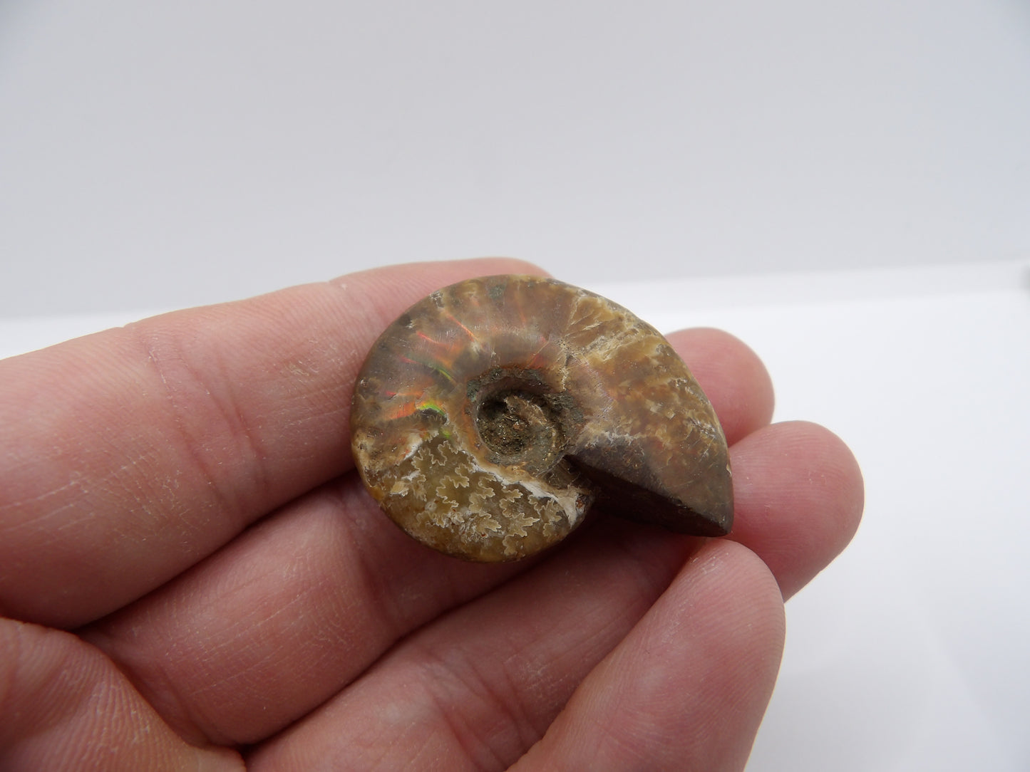 Ammonite