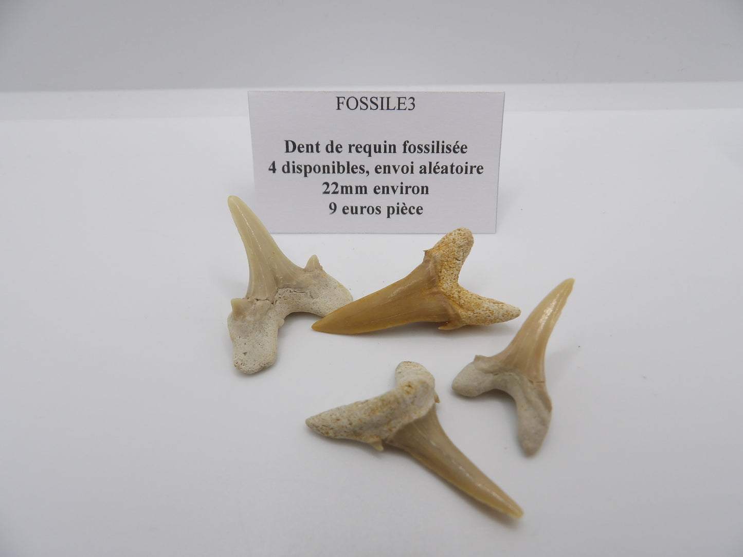 Dent de requin fossilisée