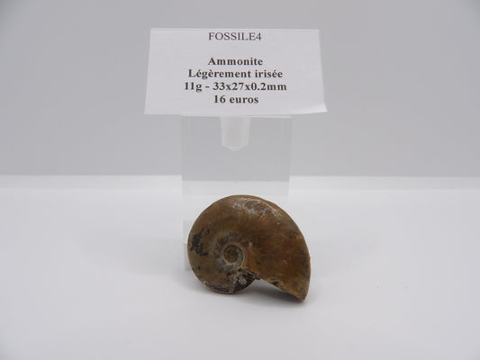 Ammonite