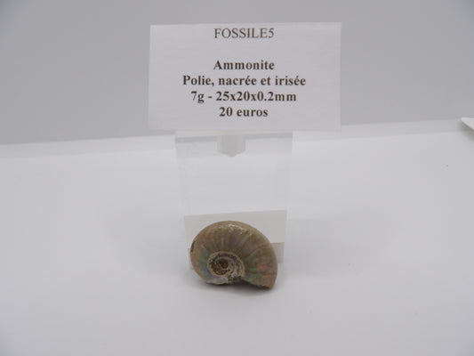 Ammonite