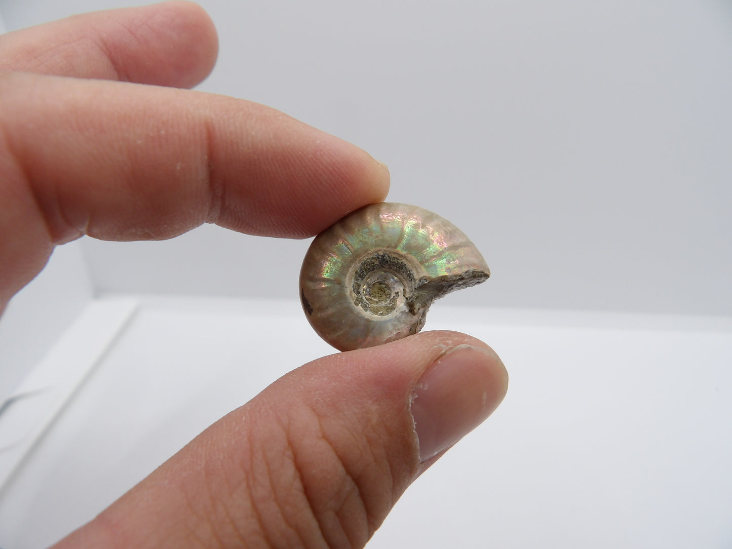 Ammonite