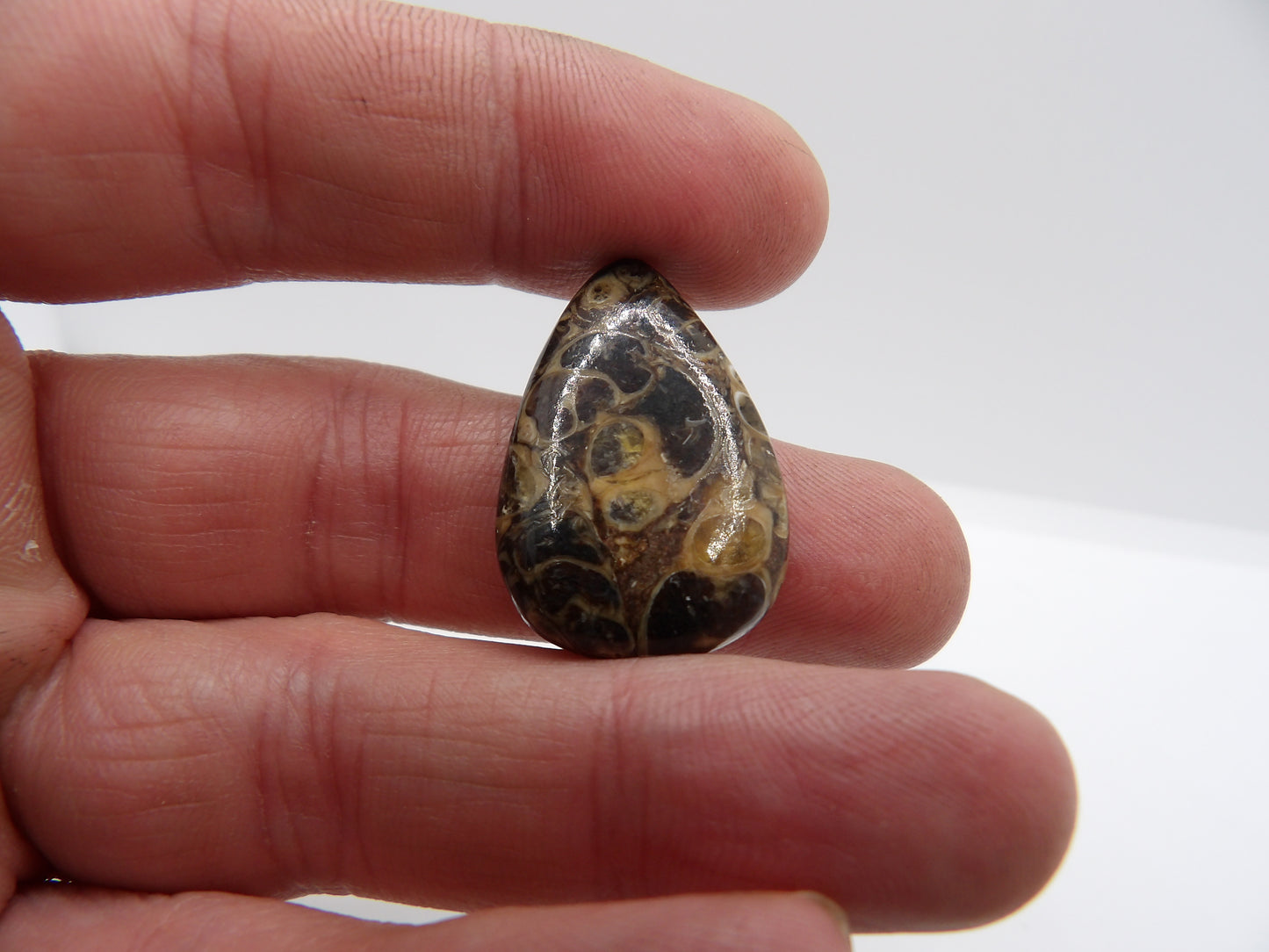 Cabochon Agate Turitelle